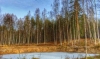 Лесной Хутор - 